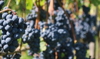 Recordopbrengst Nederlandse wijndruiven in 2022