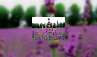 OfficiÃ«le  opening voor Lavendeltuin b&b