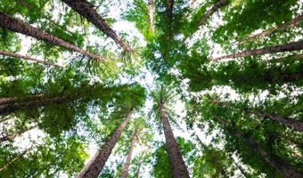 Hotel Jakarta Amsterdam gaat samenwerking aan met Hotels for Trees