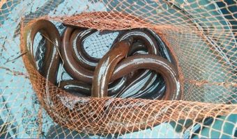 Relais & Châteaux chefs slaan alarm voor biodiversiteit van de zee