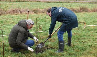 Niet poetsen maar planten: een boom voor elke overgeslagen kamerschoonmaak