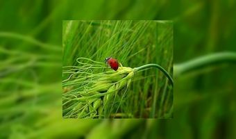 Ambtenaren aan de bio-lunch