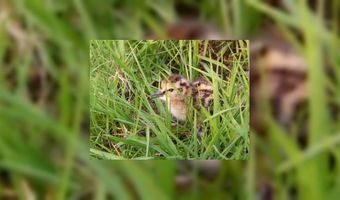 Duurzaam hotel stoort vogels