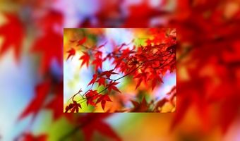 Bungalow in trek tijdens herfstvakantie