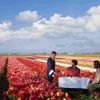 Krasnapolsky lanceert helikopterarrangement met picknick tussen tulpen
