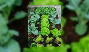 Zorgboerderij met bed & breakfast