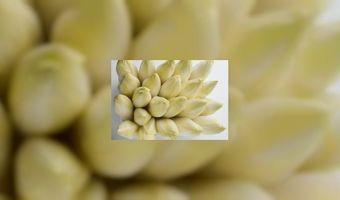 Liefde voor witlof resulteert in boek