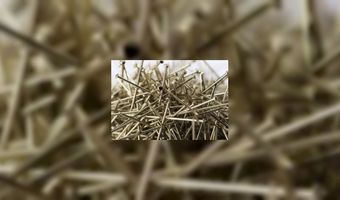 Naaldbroodjes onderzocht in Nederland