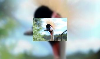 Vreemde Vogel krijgt bijzondere kamers