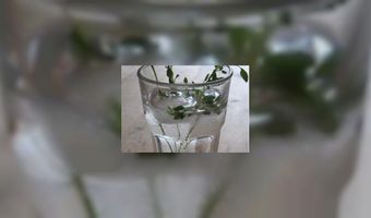 2013: het jaar van de roos