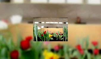 Tulpen sieren lobby nhow Rotterdam