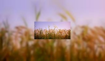 Volkorenkrentenbollen op NS stations