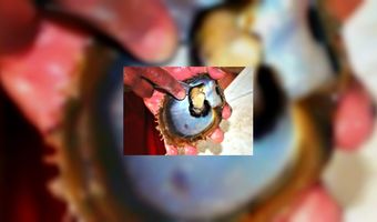 Oester nekt gast restaurant Den Bosch