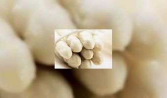 Meer landbouwgrond voor asperges benut