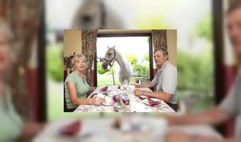 Brits b&b ontvangt ook paarden