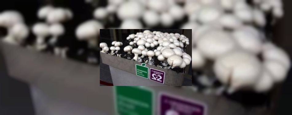 Zilveren Champignon-wedstrijd nieuwe stijl