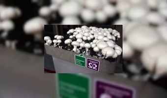 Zilveren Champignon-wedstrijd nieuwe stijl