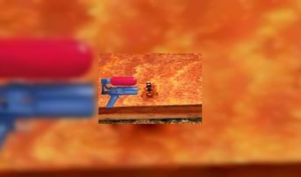 Minder wespen op het terras (VIDEO)