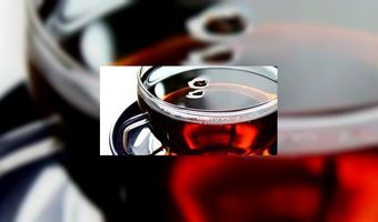 Ontdek alles over thee op de TeaWorld 