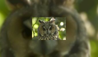 Veel animo voor café met uilen