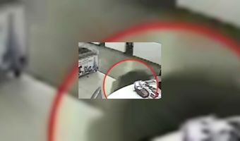 Wild zwijn molesteert horecazaak (VIDEO)