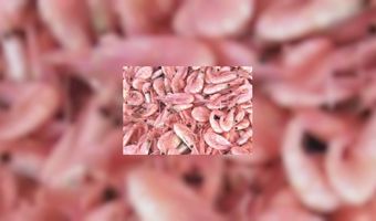 'Garnalenbedrijven scholen samen'