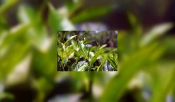 Prijs van thee zal stijgen