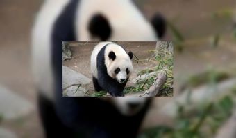 Prijzig kopje groene thee in China