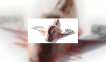 Rode poon vis van het jaar in BelgiÃ«