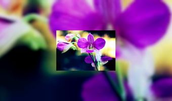 Horecaondernemer Koos Huizenga overleden