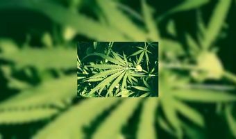 Chinees restaurant met wietplantage