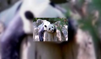 Hotel opent centrum voor panda's