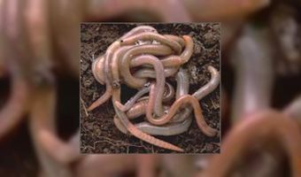 Eten boven de wormen