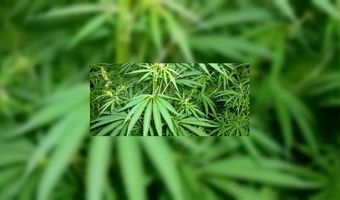 Rotterdams eetcafé dicht om wietvondst