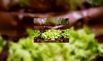 Dé menutrends: lokaal en gezond