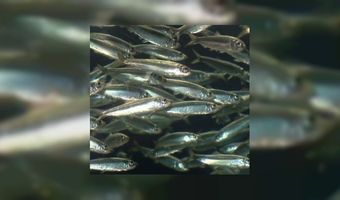 Haringveiling Rozerie levert 880 euro op