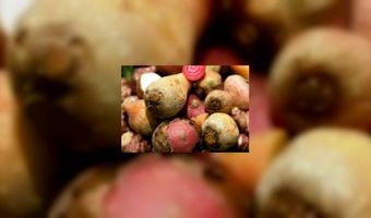 Fastfoodexpert start keten biorestaurants