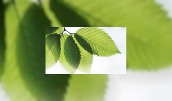 Grote ketens en 'groen' gaan niet samen