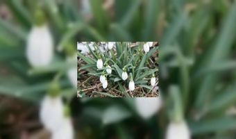 Veel Nederlanders vieren voorjaarsvakantie