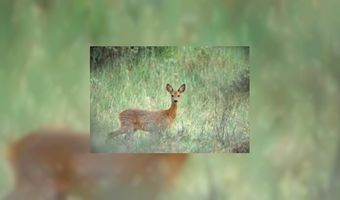 Horeca verantwoordelijk bij besmet wild