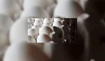 Geen besmette eieren in Nederland