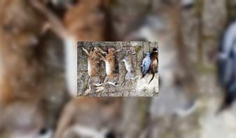 Wild: lekker, maar kluiven 'ho maar'! 