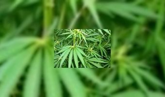 Wietplantage in Arnhemse kroeg