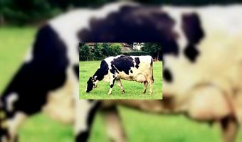 Oprichter Booking.com wordt boer