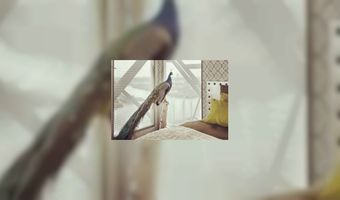 Drie nominaties voor Kraanhotel Amsterdam