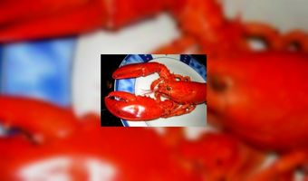 Trend: Lobster & Burger Bars