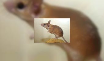 Deze gasten wil je niet binnen