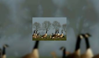 Gans niet alleen met Kerst op tafel