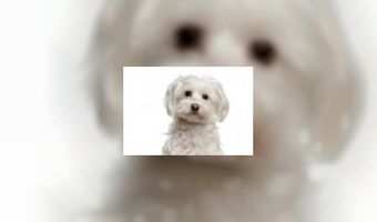 Nieuw: leverworstijs voor honden 