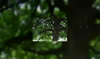 Restaurant De Tippe eert zieke eik